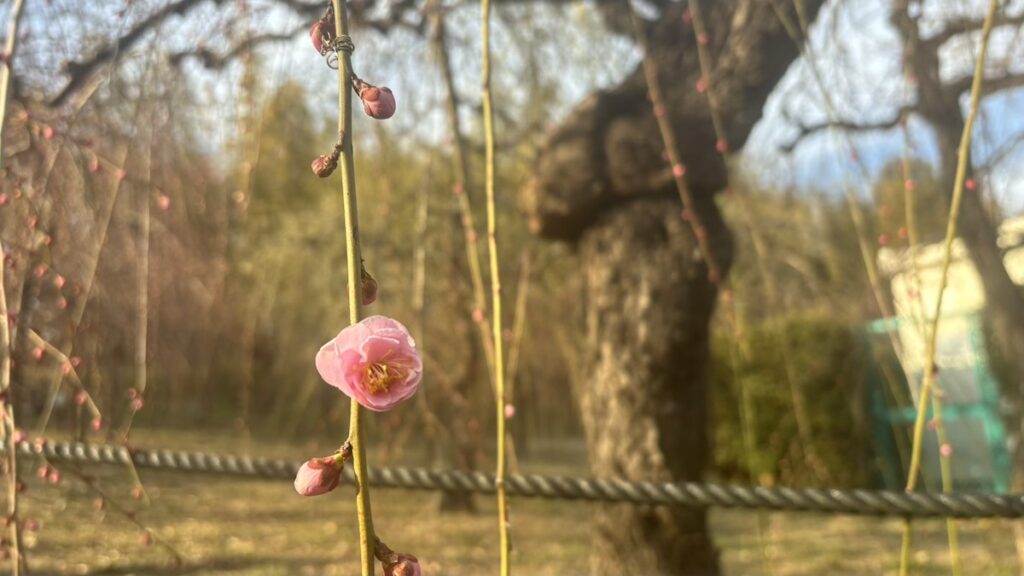 名古屋市農業センターdelaふぁーむ