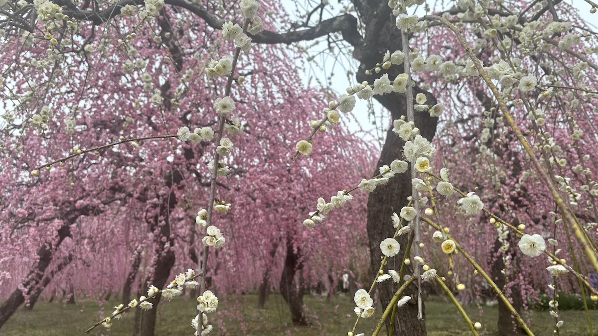 名古屋市農業センターdelaふぁーむ